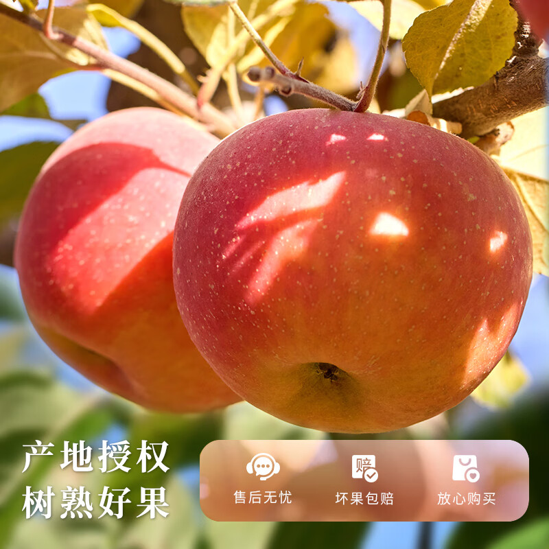 Jingdida Apple Gift Box Xinjiang Aksu Rock Candy Heart Apple Gift Box Net Weight 5 Jin Single Fruit 80mm Straight from the Source