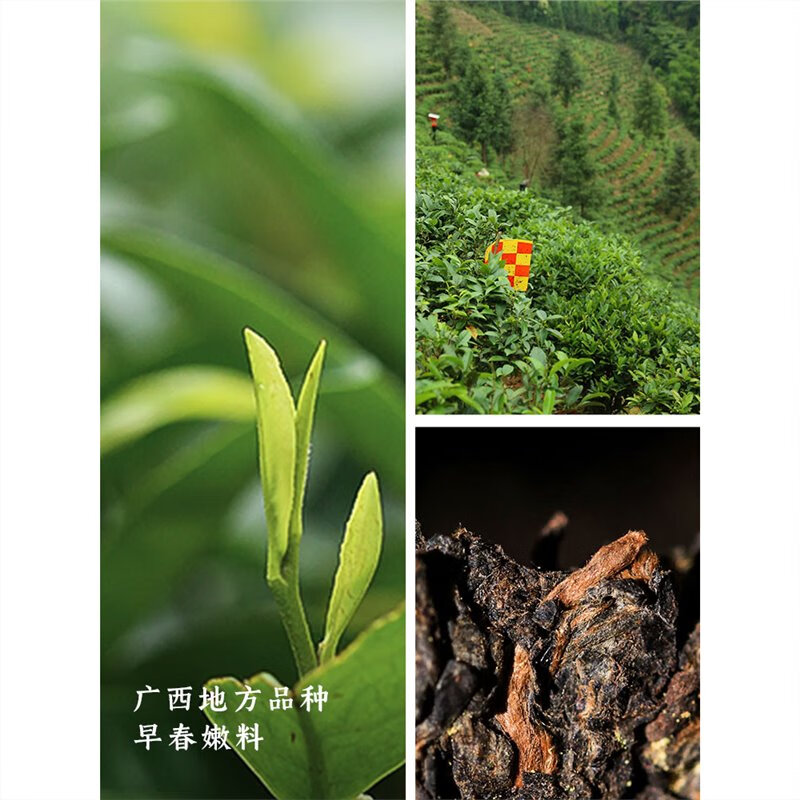 Little Senior Sister Reviews Tea Guiqing 2019 Special Brick Liubao Tea Authentic Guangxi Wuzhou Specialty Dark Tea 500g 56g (3.5g x 16 bags)