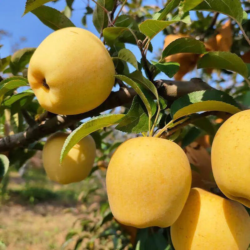 Jingdida Shandong Yantai Golden Venus Apple, 4.5 catties net, single fruit 70-75mm, direct shipping from source, free shipping