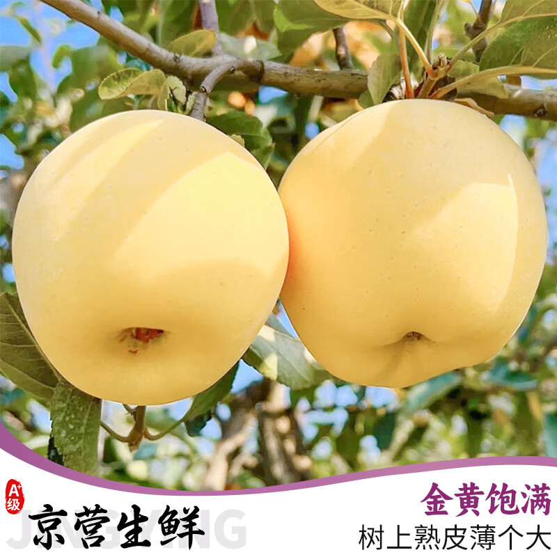 Uncle Sam Venus Apples, next-day delivery to multiple locations, golden apples, crispy and sweet, fresh new year gift box, fruit gift box, 5A quality fruit | single fruit 65-70mm, 10kg package, great deal - sharing package, net 8.5kg