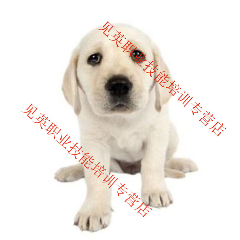 Dog Training Tutorial Dog Training Golden Retriever Border Collie Training Tutorial Zero-Based Dog Training Toilet at Fixed Points Note Value 3,000 Yuan, Special Price (Last 3 Hours)