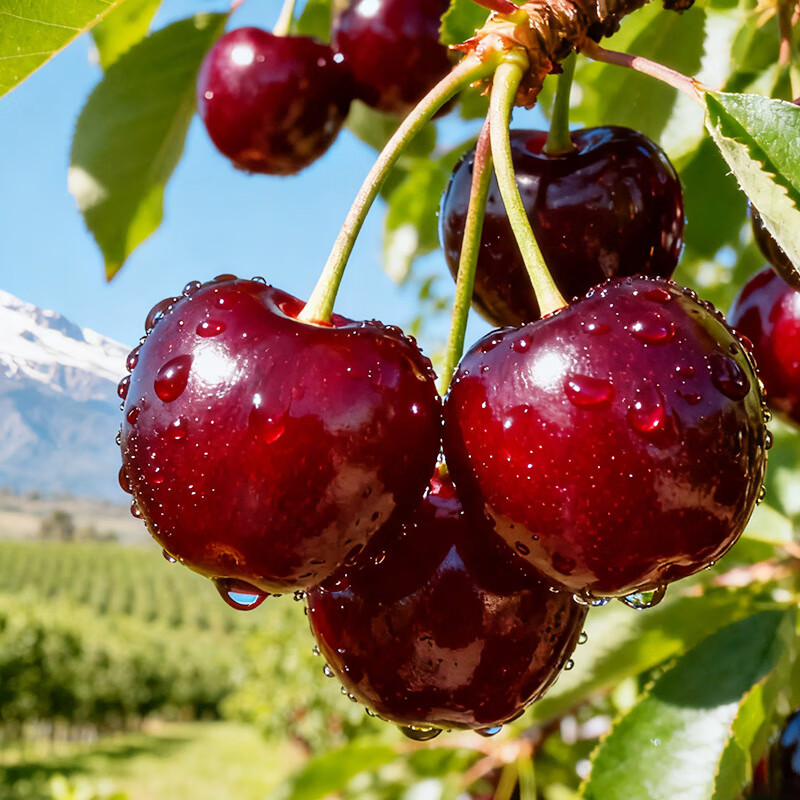 Jingxiansheng Chilean cherries 5J grade 5kg gift box fruit diameter 34mm+ fresh fruit straight from the source