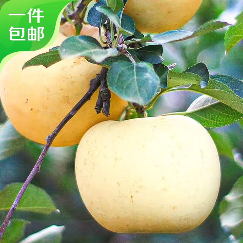 Jingxiansheng Shandong Golden Cream Fuji Ugly Apple, net weight 4.5kg, single fruit 210g+, seasonal and fresh, straight from the source