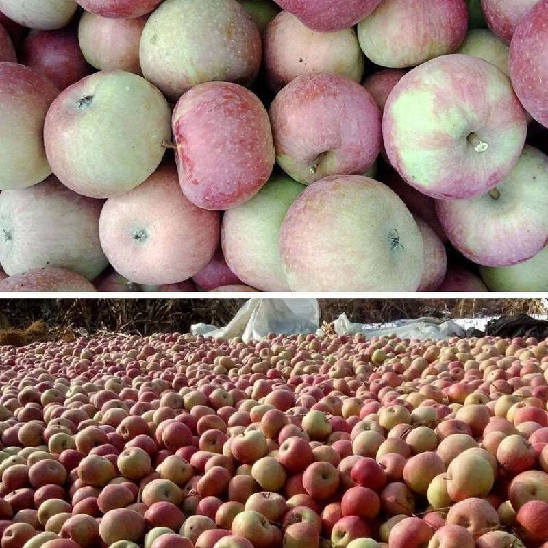 Fresh small Guoguang apple Northeastern authentic old tree Guoguang apple sour and sweet seasonal fruit for pregnant women 9-9.5 catties small fruit (with box)