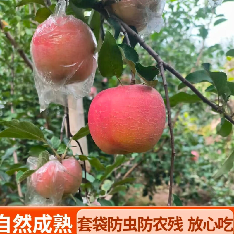 Shanxi Fuji Ugly Apple, Shanxi Red Fuji Yuncheng Apple, Linyi Fuji Film Bag, Fuji Crisp, Sweet and Juicy (70mm+), 6-8 pieces in box, 3 catties, tray