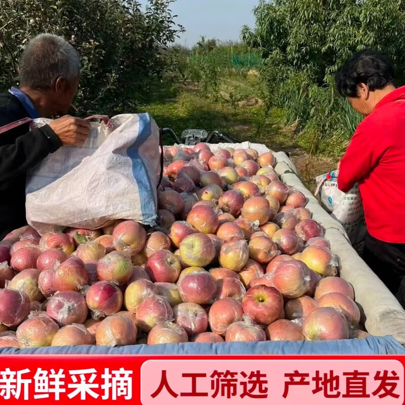 Shanxi Fuji Ugly Apple, Shanxi Red Fuji Yuncheng Apple, Linyi Fuji Film Bag, Fuji Crisp, Sweet and Juicy (70mm+), 6-8 pieces in box, 3 catties, tray