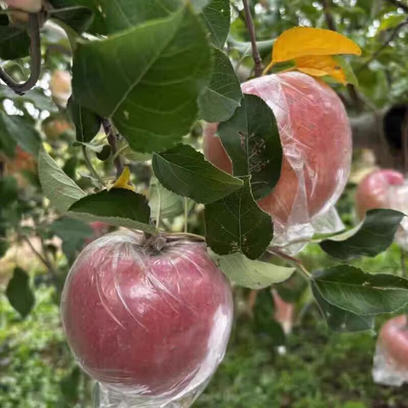 Shanxi Fuji Ugly Apple, Shanxi Red Fuji Yuncheng Apple, Linyi Fuji Film Bag, Fuji Crisp, Sweet and Juicy (70mm+), 6-8 pieces in box, 3 catties, tray