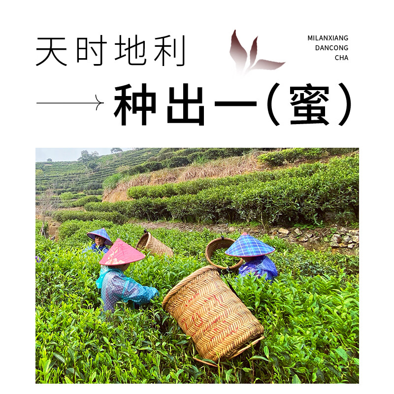 Zhengshanshan Oolong Tea Upper Can Phoenix Single Fir Honey Orchid Fragrance Special 50g Full Fire Canned Light Luxury Tasting Tea Cold Brew Tea