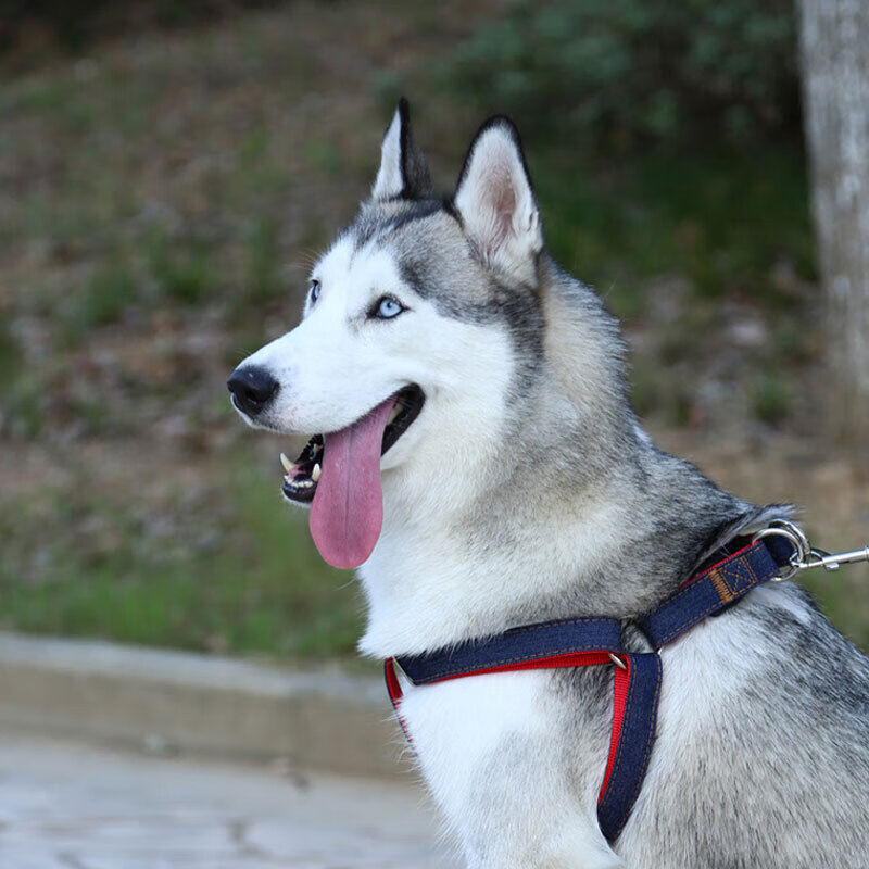 Hanhan Paradise Dog Chain Dog Rope Small and Medium-sized Dog Pet Dog Leash Strap Dog Walking Teddy Border Collie Chain Denim Leash M