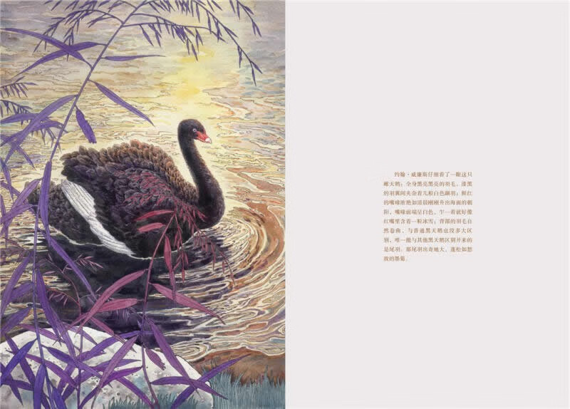 Black Swan Amethyst Upgraded Edition Animal Novels King Shen Shixi's Collection of Books Children's Literature Storybooks Extracurricular Readings