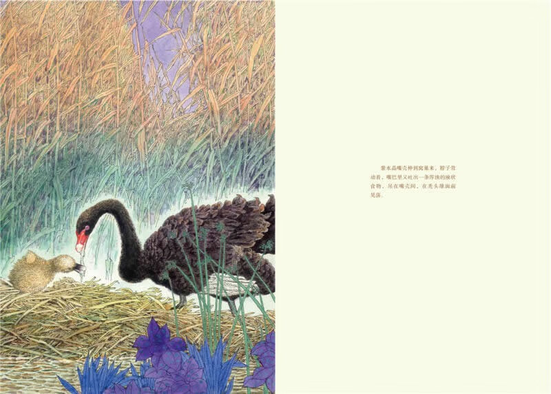 Black Swan Amethyst Upgraded Edition Animal Novels King Shen Shixi's Collection of Books Children's Literature Storybooks Extracurricular Readings