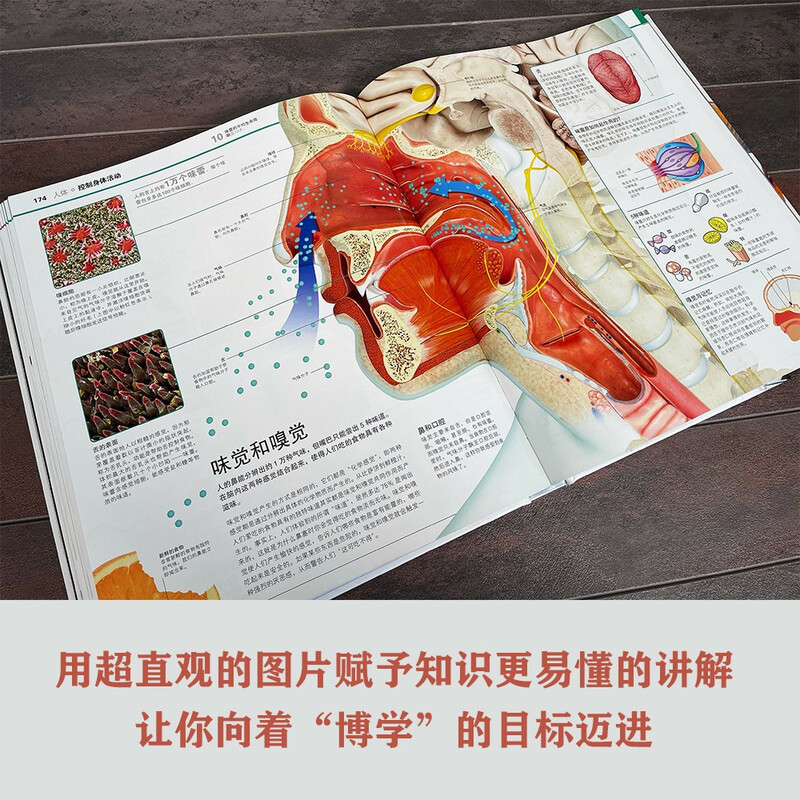 DK Knowledge Encyclopedia Hardcover Collector's Edition Children's General Encyclopedia Extracurricular reading for 6-14 years old Covering astronomy, geography, and animal science One-stop knowledge treasure house