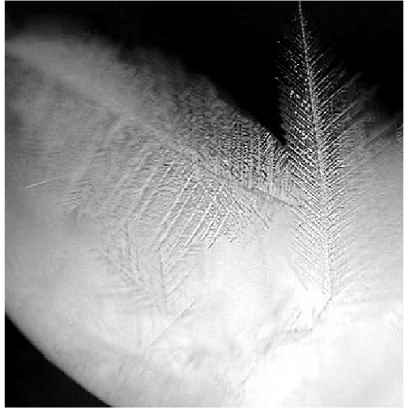 Polar Species Storm Bottle Weather Forecast Bottle Creative Birthday Gift Home Modern Decoration Ornament Special New Year Gift for Women Storm Bottle - Small Size 8*11 with Exquisite Gift Bag