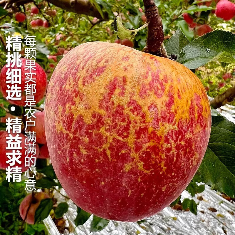 Jingmi Sichuan Daliangshan Ugly Apple, 8 pounds net, single fruit 85mm+, fresh fruit rock candy heart apple, straight from the source
