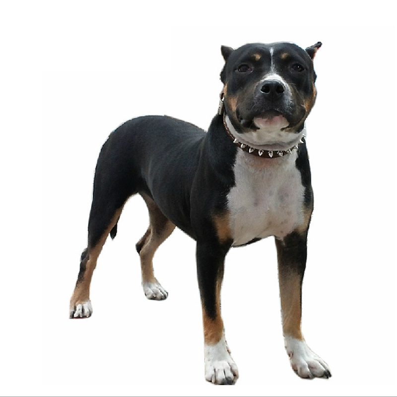 Chukchi (CHUKCHI) cowhide pet collar dog neck collar with acupuncture anti-bite for medium and large dogs 032B German Shepherd Pit Bull calfskin M neck circumference 36cm-46cm