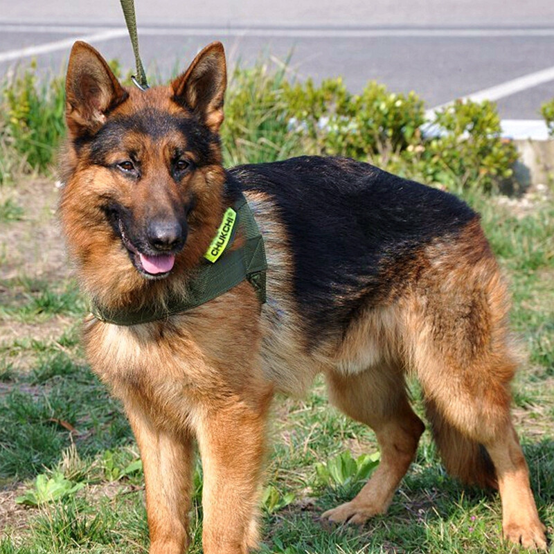Chukchi (CHUKCHI) dog leash harness, medium and large dog chain, pet walking leash, German shepherd golden retriever, widened when going out, military green