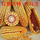 New species Yufeng 303 Yufeng 308 high-yielding corn seeds, lodging-resistant, short-stemmed, national-approved large-stick corn seeds, national-approved original Yufeng 303, 4200 grains in a bag (random packaging)