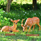 Yi Mingyuan courtyard outdoor garden forest animal landscape decoration resin fiberglass simulated sika deer sculpture ornaments small combination