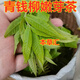 Peking Tongrentang Rohstoffe, grünes Geld Willow Tee, zarte Knospen, authentische ursprüngliche alte Bäume, Zhangjiajie, Qingjin Money Willow neue Tender -Knospen, grünes Geld, grüne Geld Willow -Knospen, 300 Gramm