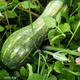 Early-maturing, tender and secret pumpkin seeds, tender pumpkin seeds, long vine-eating small pumpkins, early-maturing spring garden vegetable larvae, original quality products, buy 3+3 and get 6 packs ++