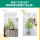 Flower e-flow simulation hanging bell tree horse drunken wood plant clothing store bionic fake green plant decoration potted indoor living room floor-standing ornaments 1.8m multi-pole + white cement basin