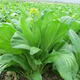 多枝多芽菜心种多子多福甜菜心种广东菜芯菜苔籽蔬菜种春秋四季 精选3888粒成活率98%好吃 超高发芽率【超多枝芽】多籽多福