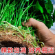 Xingan and copper money grass hydroponic potted indoor and outdoor flowers money grass green plants suck green plants flowers and plants copper money grass one pot without pot about 300 plants with leaves