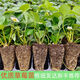 Strawberry seedlings shipped from original soil, flowering and big fruit, cream strawberry seedlings for four seasons, wholesale of current year fruit plug seedlings, 6 Ningyu strawberries, shipped from original soil + fertilizer