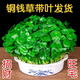 Xingan and copper money grass hydroponic potted indoor and outdoor flowers money grass green plants suck green plants flowers and plants copper money grass one pot without pot about 300 plants with leaves