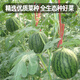 Fengming Yashi early-maturing greenhouse seeds for all seasons thin-skinned gift watermelon seeds pink-flesh red unicorn watermelon seeds 50 capsules