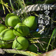 Selected large fruits, freshly picked Hainan coconut, green coconut, peeled pregnant women, goat fruit, water coconut, 4 pack