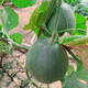 Zhongke Maohua fruit seeds green melon seeds emerald South Korea emerald green jade green skin green flesh melon seeds green jade 600 capsules/bag dark green skin large fruit type