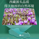 Minnong people’s Tibet’s special saffron gift box selected for women’s nourishing Father’s Day gifts gifts for elders and parents 2 grams of saffron [send tweezers]
