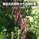 Fengming Yashi green bean seeds spring and autumn purple beans farm field planting red beans seeds 200g