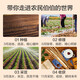 Jingxiansheng Henan Jiaozuo Wen County Loess Iron Bar Yam Net Weight 5Jin Jin is equal to 0.5kg Single root 40cm+ Vegetables Straight from the source
