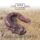 Fresh and live giant salamander delivered by SF Express to your home for edible aquatic products and seafood. 4 Jin Jin is equal to 0.5 kg of one fresh and live giant salamander.