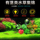 Yunfeng Hairui Water Grass Living Lazy Grass Fish Tank Landscape Living Water Grass Set Fish Tank Water Grass has stems and middle back scene real water grass [Good and easy to live] Red Butterfly (5 groups)