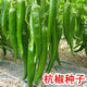 Hangzhou pepper seeds, pepper seeds, slightly spicy small peppers, potted plants on the balcony in spring and autumn, easy-to-grow vegetable seeds, Hangzhou pepper seeds, 1 pack, about 300 capsules