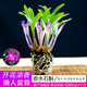 Liu Ge Orchid Colorful Perfume Dendrobium Orchid with buds in winter is good for growing green plants. Strong-scented Dendrobium flower potted green plants repel mosquitoes. 10 conjoined seedlings of colorful Dendrobium bloom in the current year with hydroponic pots.