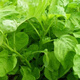 
Large round leaf glutinous rice amaranth seeds green leaf amaranth four seasons farm vegetable seeds green rapeseed amaranth special tender amaranth [fresh and delicious] seeds essence three bags [cut and long] about 15,567 pills