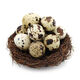 Du Fengnian Easter Eggs for Blessing, Antibiotic-Free Quail Eggs 24 pieces 220g Du Fengnian Easter Eggs for Blessing, Antibiotic-Free Quail Eggs 24 pieces 220g