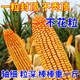 Nationally approved Rip 909 red shaft big cob corn seed, high yield, short stem, lodging resistance, disease resistance, drought resistance, wholesale corn, 4400 grains per acre, Song high yield seed dressing, improved version Rip 909 guaranteed