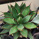 Qiuying agave tequila 22-22 cm