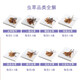 Im Obergeschoss, Hongkong, China, Cordyceps Geschenkbox, Tonikum für ältere Menschen, Kinder, schwangere Frauen, frische Trockenwaren für die erste Periode, Drachenkopf Azalea (Level) 37,8 Gramm, vier Liang (151,2 g)