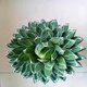 Agave family series of snow, auspicious crowns, five colors, and other succulent plants, garden potted plants, Maikele, snow, 14-15cm