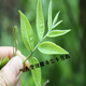 500g grünes Geld Willow Tee Alte Baumknospen Zuckerfreies Gesundheit Tee Geld Liu Green Money Willow