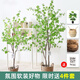 Flower e-flow simulation hanging bell tree horse drunken wood plant clothing store bionic fake green plant decoration potted indoor living room floor-standing ornaments 1.8m multi-pole + white cement basin