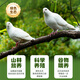 BOZAIJIA free-range pigeons in the forest, net weight 3.6 Jin [Jin equals 0.5 kg] 6 pieces in total, fresh earthy pigeon meat, free-range pigeon soup, direct source