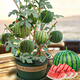 Farmer's Son Rock Sugar Kirin Watermelon Seed 8424 Seedlings Watermelon Seeds Southern Seeds Fruit Hanging Melon Home Planting Hand Treasure Potted Small Watermelon Seeds 20 capsules