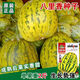 Balixiang fragrant melon seeds, a complete collection of seeds from the south and the north, special sweet melons, early maturing, high yield, and sweet all year round. Balixiang seeds/pack, about 100 seeds, 5 packs